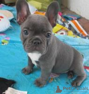 Photo №1. french bulldog - for sale in the city of Vilnius | negotiated | Announcement № 91612