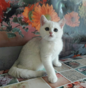 Photo №1. bengal cat, british shorthair - for sale in the city of Donetsk | 430$ | Announcement № 3015