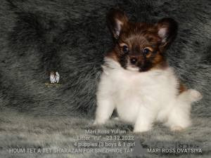 Photo №1. papillon dog - for sale in the city of Saratov | negotiated | Announcement № 39357