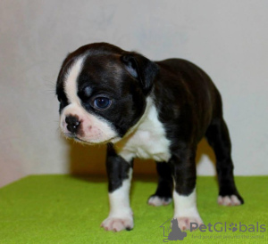 Photo №1. boston terrier - for sale in the city of Амстердам | negotiated | Announcement № 44002