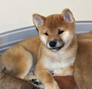 Photo №3. Two shiba inu puppies. Russian Federation