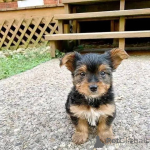 Photo №1.  - for sale in the city of Canada Bay | 600$ | Announcement № 161149