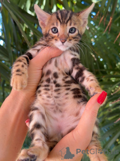 Photo №2 to announcement № 176451 for the sale of bengal cat - buy in Germany breeder