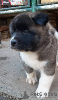 Photo №4. I will sell american akita in the city of Zrenjanin.  - price - negotiated