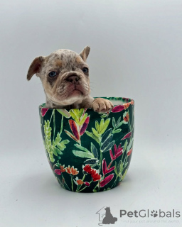 Photo №2 to announcement № 150641 for the sale of french bulldog - buy in Germany from the shelter, breeder