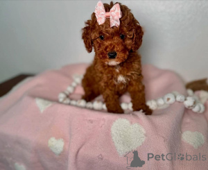 Photo №1. non-pedigree dogs - for sale in the city of Bergisch Gladbach | Is free | Announcement № 138816