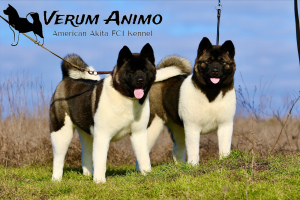 Photo №4. I will sell american akita in the city of Zaporizhia.  - price - 900$