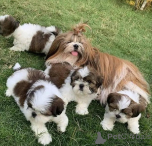 Photo №1. shih tzu - for sale in the city of Бернау | 188$ | Announcement № 129854