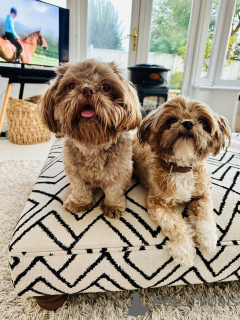 Photo №1. shih tzu - for sale in the city of Texas | 350$ | Announcement № 160287