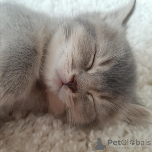 Photo №4. I will sell scottish straight in the city of Bucha. breeder - price - 55$