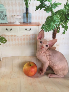 Photo №2 to announcement № 2280 for the sale of sphynx-katze - buy in Russian Federation 