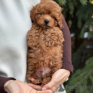 Photo №3. Toy poodle. Germany