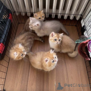 Photo №1. british shorthair - for sale in the city of Bünsdorf | 361$ | Announcement № 172294