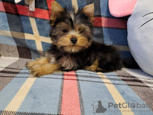 Photo №1. yorkshire terrier - for sale in the city of Гамбург | negotiated | Announcement № 97740