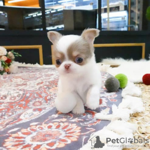 Photo №1. chihuahua - for sale in the city of Deutsch-Wagram | negotiated | Announcement № 91580