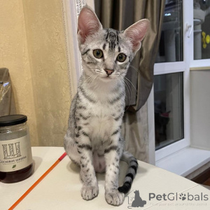 Photo №2 to announcement № 156224 for the sale of egyptian mau - buy in Germany 