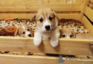 Photo №1. welsh corgi - for sale in the city of Канаш | 404$ | Announcement № 8300