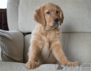 Photo №2 to announcement № 141169 for the sale of golden retriever - buy in Germany private announcement