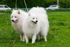 Photo №2 to announcement № 349 for the sale of japanese spitz - buy in Russian Federation from nursery
