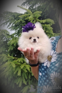Photo №1. pomeranian - for sale in the city of Minsk | 208$ | Announcement № 109204