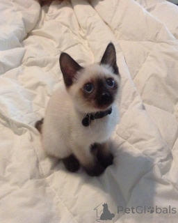 Photo №3. Milo the curious chatterbox with ocean-blue eyes.. Sweden