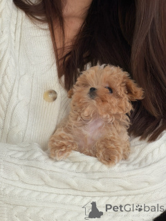 Photo №2 to announcement № 176446 for the sale of maltipu - buy in Netherlands breeder