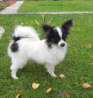 Photo №2 to announcement № 16052 for the sale of papillon dog - buy in Belarus from nursery, breeder