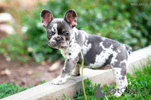 Photo №1. french bulldog - for sale in the city of Батуми | 1200$ | Announcement № 143402
