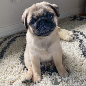 Photo №1. pug - for sale in the city of New York | 750$ | Announcement № 146296
