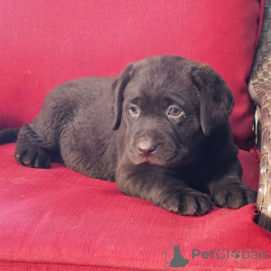 Photo №2 to announcement № 176361 for the sale of labrador retriever - buy in Germany private announcement
