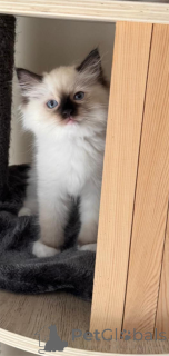 Photo №1. ragdoll - for sale in the city of Bergisch Gladbach | 329$ | Announcement № 151548