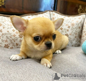 Photo №2 to announcement № 127537 for the sale of chihuahua - buy in Finland private announcement