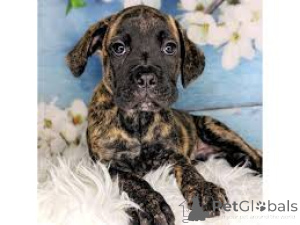 Photo №1. cane corso - for sale in the city of Berlin | negotiated | Announcement № 136804