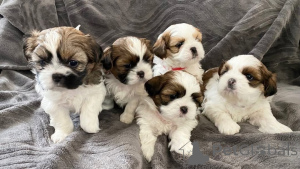 Photo №1. shih tzu - for sale in the city of Дортмунд | 376$ | Announcement № 135622