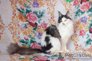 Photo №1. maine coon - for sale in the city of Ryazan | 333$ | Announcement № 7063