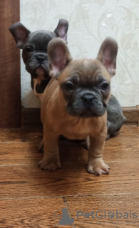 Photo №2 to announcement № 42258 for the sale of french bulldog - buy in Germany private announcement