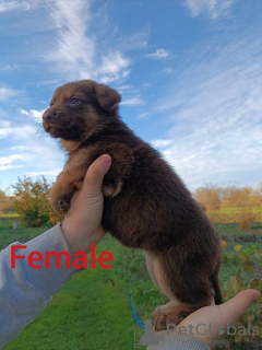 Additional photos: Liver German Shepherd puppies