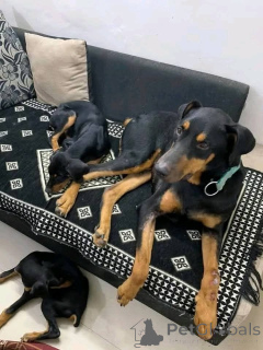 Photo №2 to announcement № 173388 for the sale of dobermann - buy in Denmark private announcement, breeder