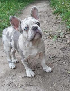 Photo №2 to announcement № 6977 for the sale of french bulldog - buy in United States 