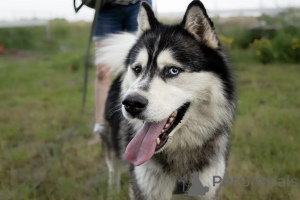 Photo №2 to announcement № 146221 for the sale of siberian husky - buy in Russian Federation private announcement