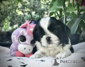 Photo №1. shih tzu - for sale in the city of Antwerp | Is free | Announcement № 176290