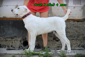 Photo №1. central asian shepherd dog - for sale in the city of Novosibirsk | 424$ | Announcement № 7201