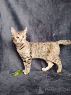 Photo №3. Kitten Mashenka is looking for a home!. Russian Federation