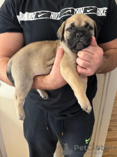 Additional photos: Bullmastiff puppies