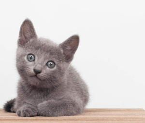 Photo №1. russian blue - for sale in the city of St. Petersburg | 392$ | Announcement № 899