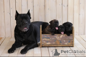 Photo №2 to announcement № 11974 for the sale of cane corso - buy in Russian Federation private announcement
