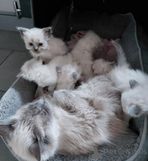 Photo №1. birman - for sale in the city of Mayen-Koblenz | 361$ | Announcement № 178446