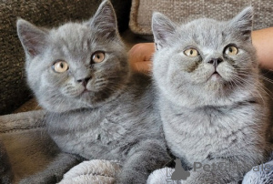 Photo №1. british shorthair - for sale in the city of London Borough of Hammersmith and Fulham | negotiated | Announcement № 173854