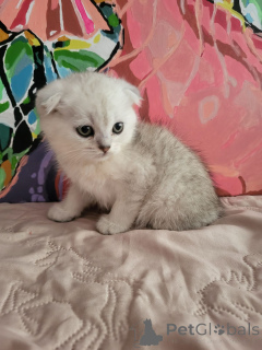 Photo №1. british shorthair - for sale in the city of Poltava | 105$ | Announcement № 145739