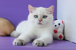 Photo №4. I will sell british shorthair in the city of Kiev. from nursery, breeder - price - 950$